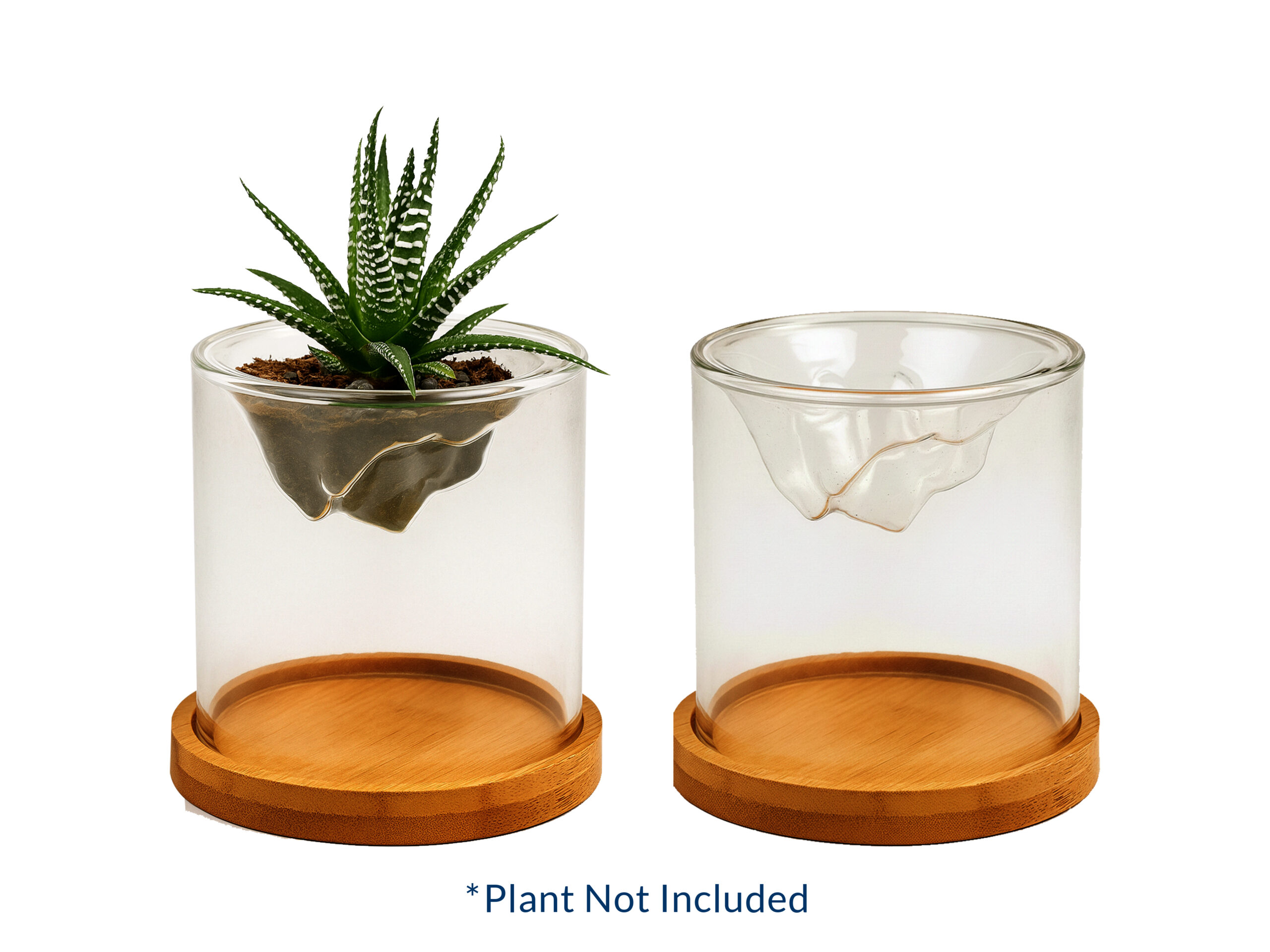 Glass planter set with bamboo base, no plant included.