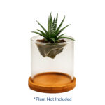 Glass planter with wooden base