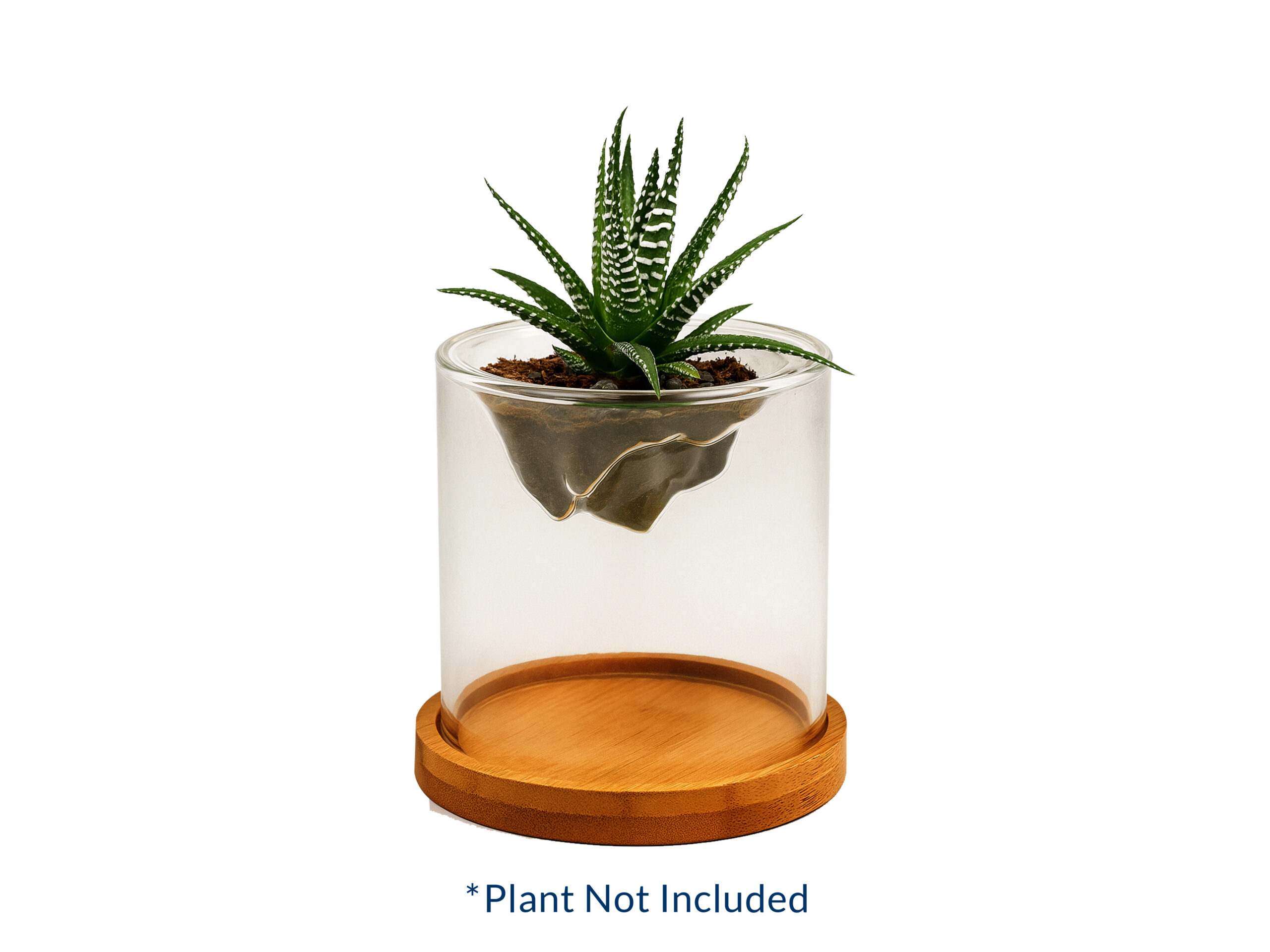 Glass planter with wooden base